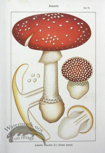SMS Mushroom 01
